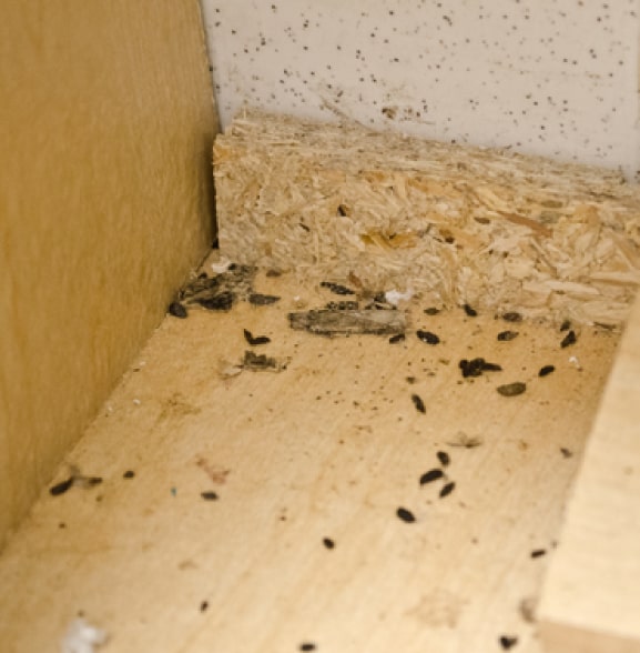 common signs of pest infestation
