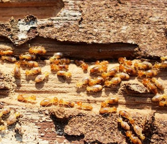 damages posed by termites control