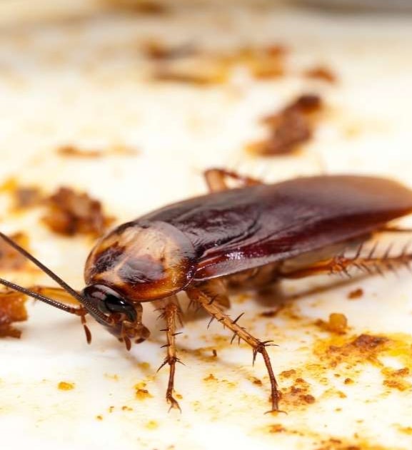 expert cockroach control melbourne