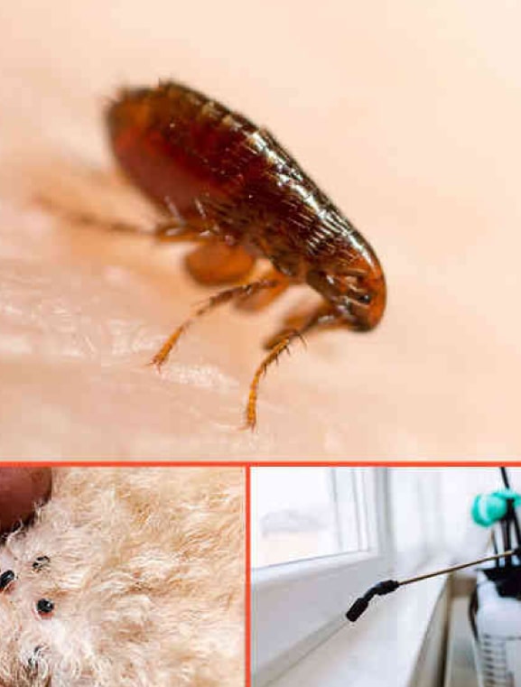 flea pest control services melbourne