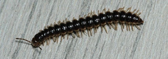 millipedes control canberra
