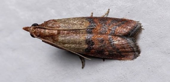 moth control wollongong