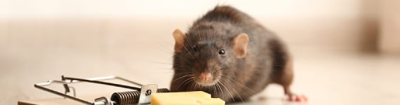 rodent control brisbane