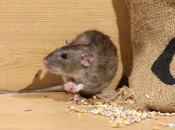 rodent pest control Melbourne 
