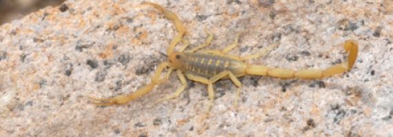 scorpion control canberra