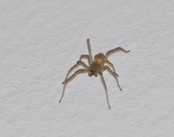 spider control services wollongong