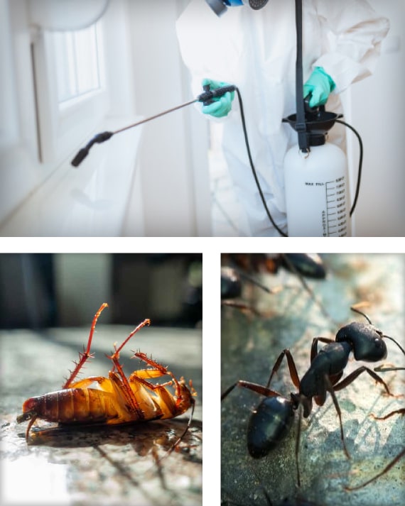 useful tips for pest prevention