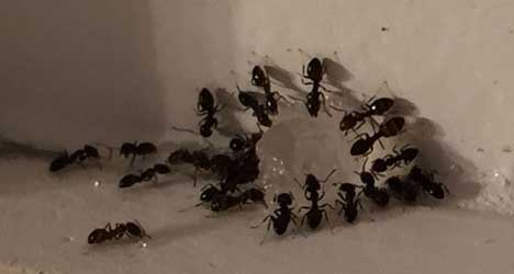 signs of ant infestation perth