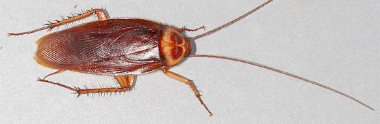 Cockroach Control Wyndham Vale