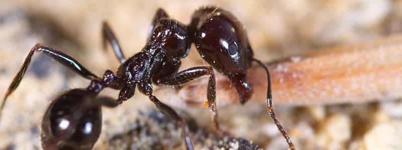 ant control shepparton
