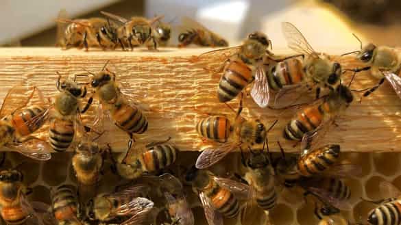 bee control warrnambool