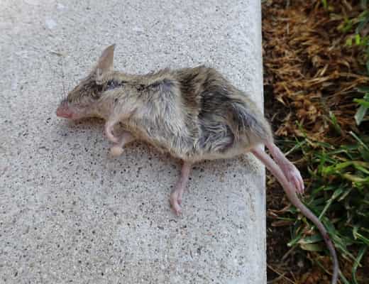 dead rat removal services