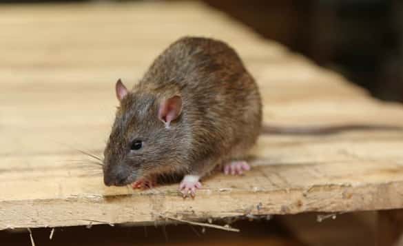 dead rat removal services