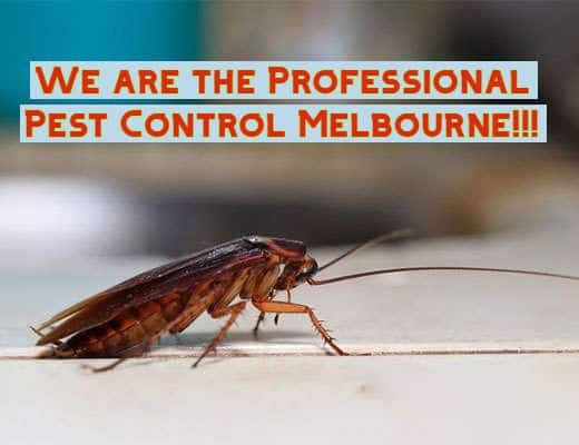 expert pest control traralgon