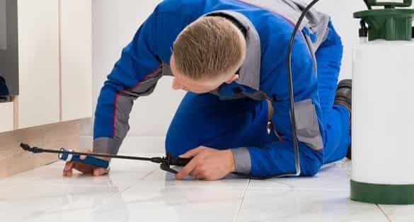 massey pest control specialist