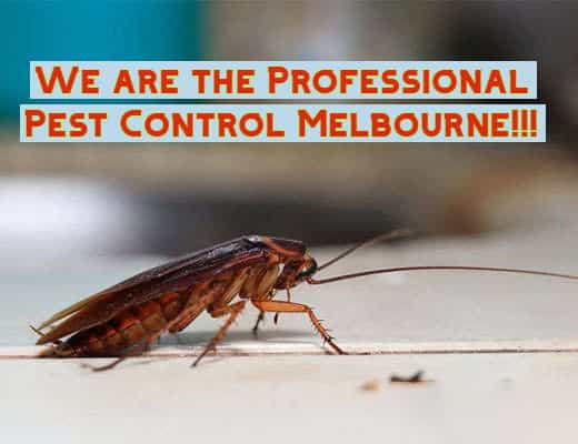 pest control warrnambool
