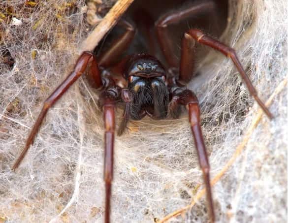 spider control services traralgon