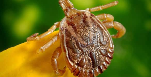 tick Control Services