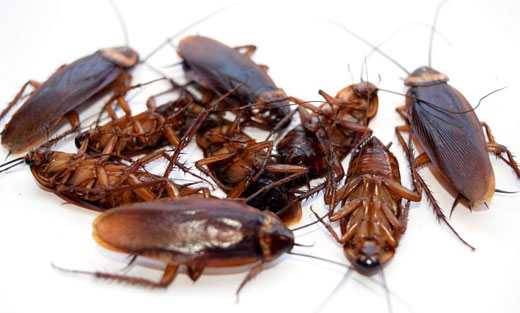 Cockroach Pest Control Sans Souci