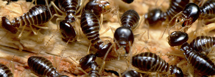 Crawling Pests Control