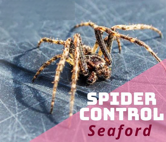 Spider Removal services