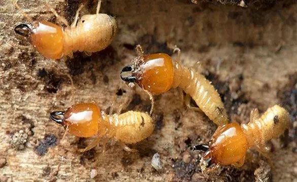 Termite Pest Control Sans Souci