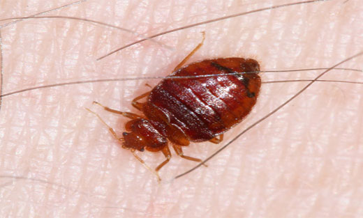 Bed Bug Pest Control Fairfield