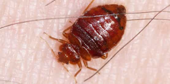 bed bugs treatment tooradin