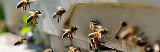 Bee Control Service-Marks Pest Control