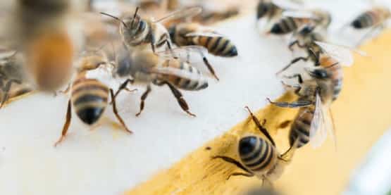 bees treatment tooradin