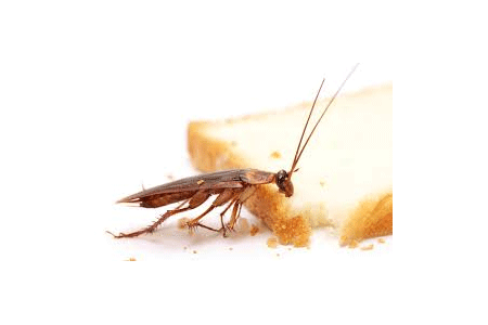 Cockroach Pest Control Wallsend South