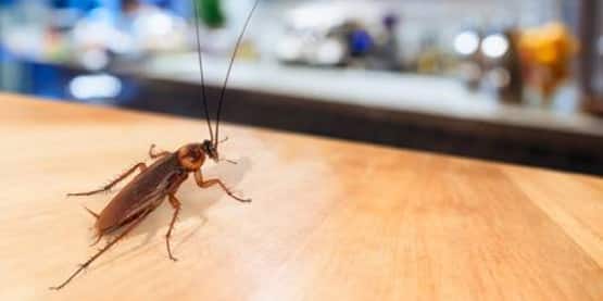 cockroach treatment tooradin
