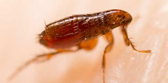 flea treatment tooradin