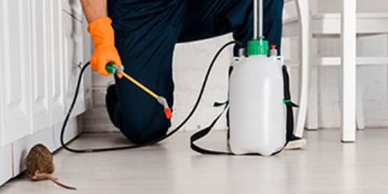 pest control services