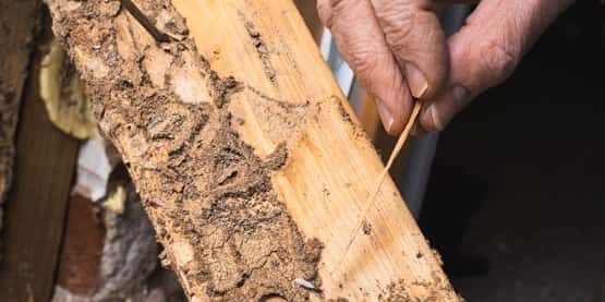 pre purchase pest inspection service