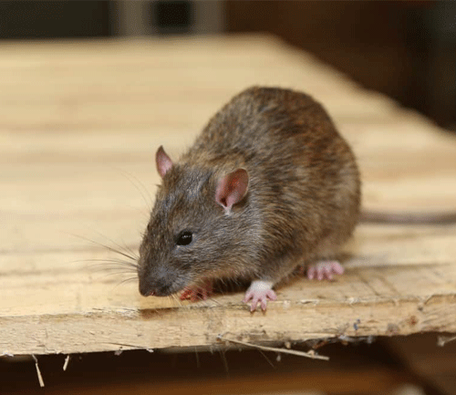 Rodent Pest Control Wallsend South