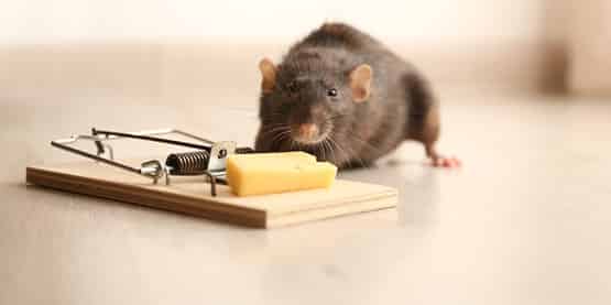 rodent treatment tooradin