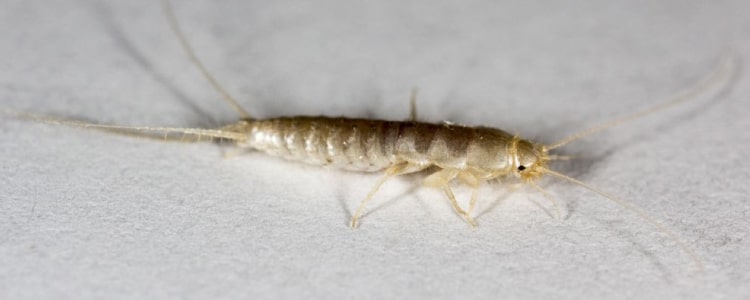 silverfish control dandenong south