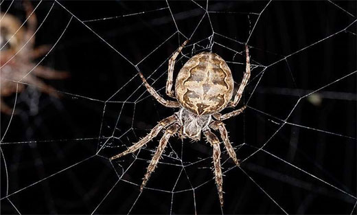 Spider Pest Control Hillsdale