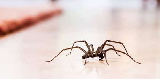 spider removal tooradin