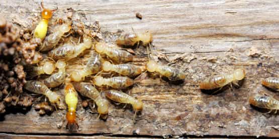 termite treatment tooradin