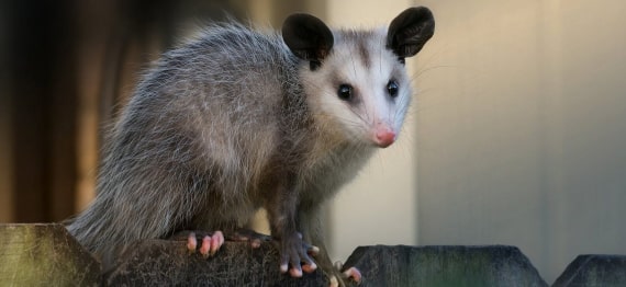 possum-catcher-melbourne