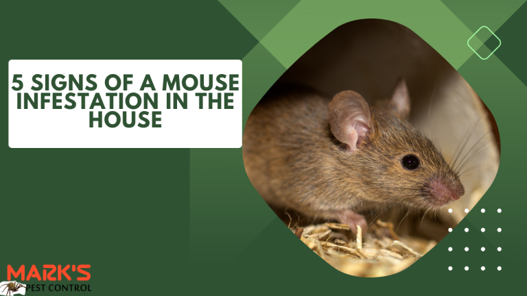 5 Signs of a Mouse Infestation in the House