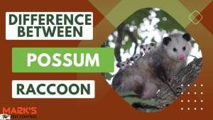 Difference Between Possum and Raccoon