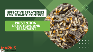 Effective Strategies for Termite Control