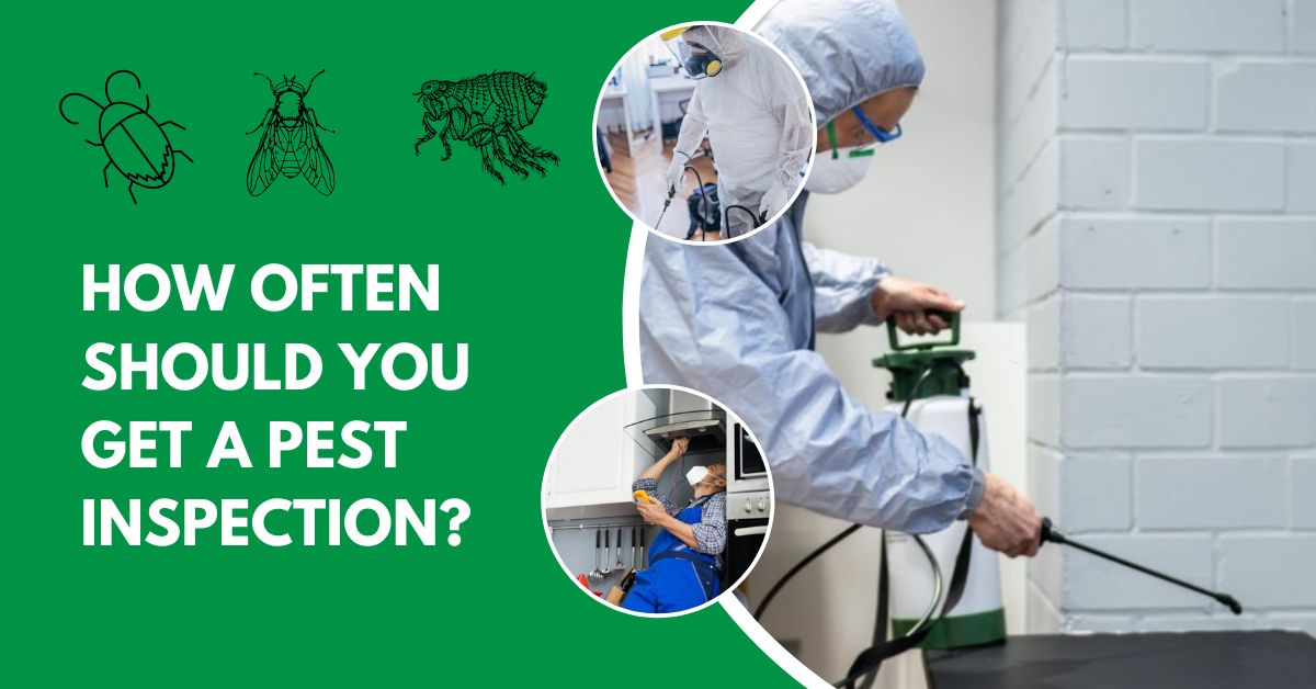 5 Reasons Why Should You Have Regular Pest Inspection