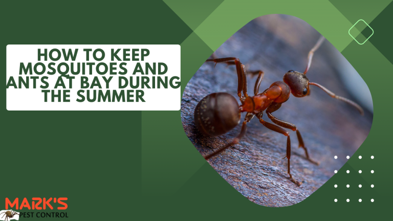 How To Keep Mosquitoes and Ants at Bay During The Summer
