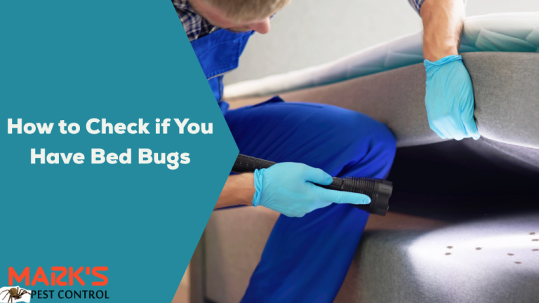 How to Check if You Have Bed Bugs