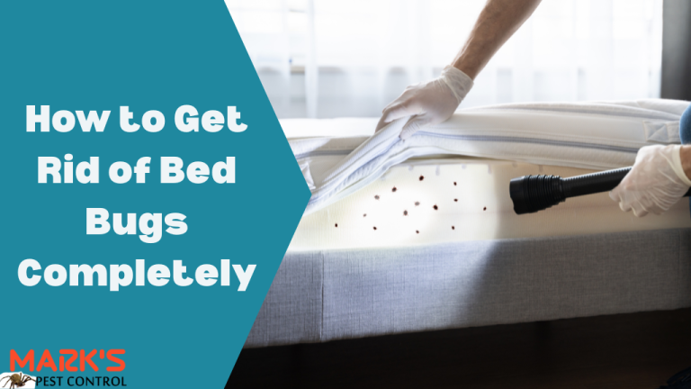 How to Get Rid of Bed Bugs Completely