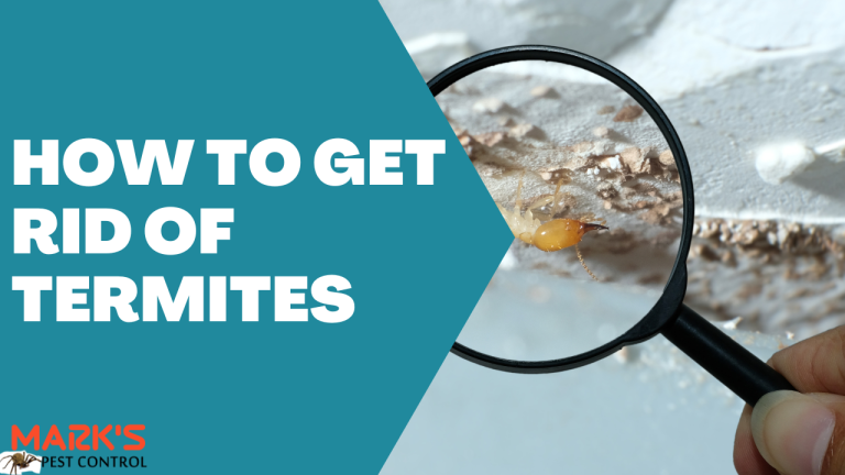 How to Get Rid of Termites (2)
